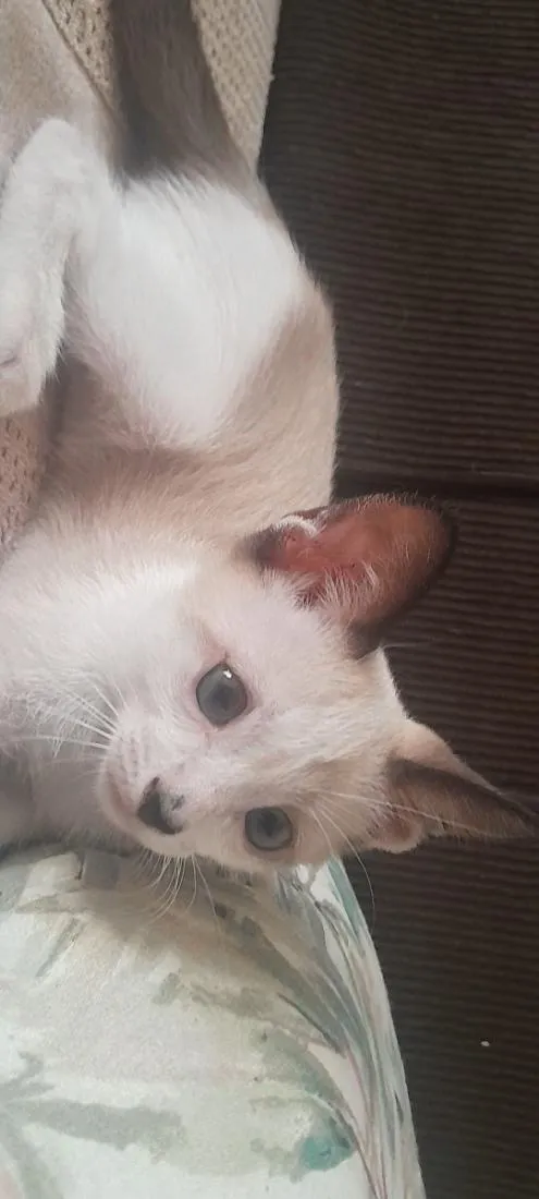 Gato raça SRD-ViraLata idade Abaixo de 2 meses nome gatinho das orelhas escuras