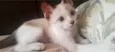 gatinho das orelhas escuras