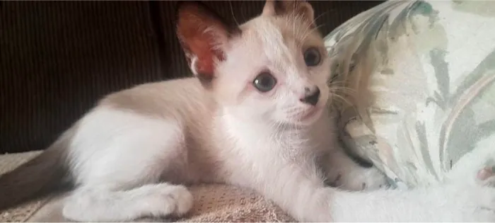 Gato raça SRD-ViraLata idade Abaixo de 2 meses nome gatinho das orelhas escuras
