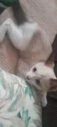 gatinho das orelhas escuras