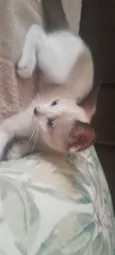 gatinho das orelhas escuras