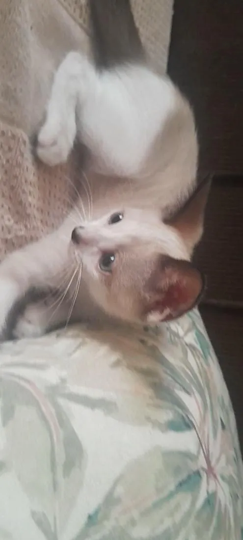 Gato raça SRD-ViraLata idade Abaixo de 2 meses nome gatinho das orelhas escuras