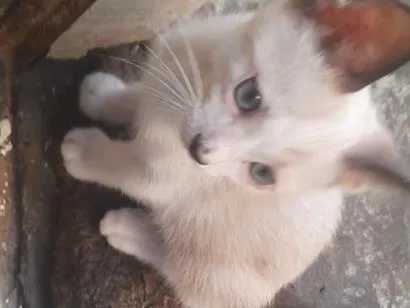 Gato raça SRD-ViraLata idade Abaixo de 2 meses nome gatinho das orelhas escuras