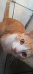 gato laranja
