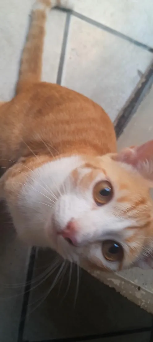 Gato raça SRD-ViraLata idade 2 anos nome gato laranja