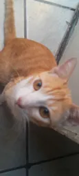 gato laranja
