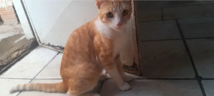 Gato raça SRD-ViraLata idade 2 anos nome gato laranja