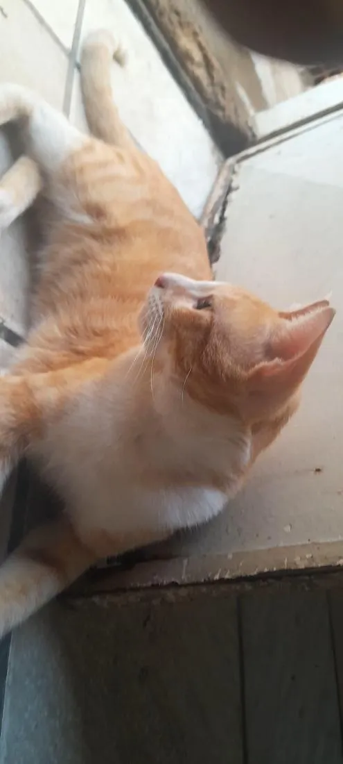Gato raça SRD-ViraLata idade 2 anos nome gato laranja