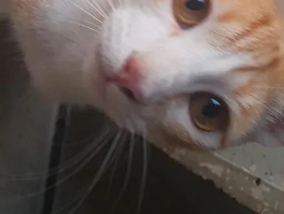Gato raça SRD-ViraLata idade 2 anos nome gato laranja