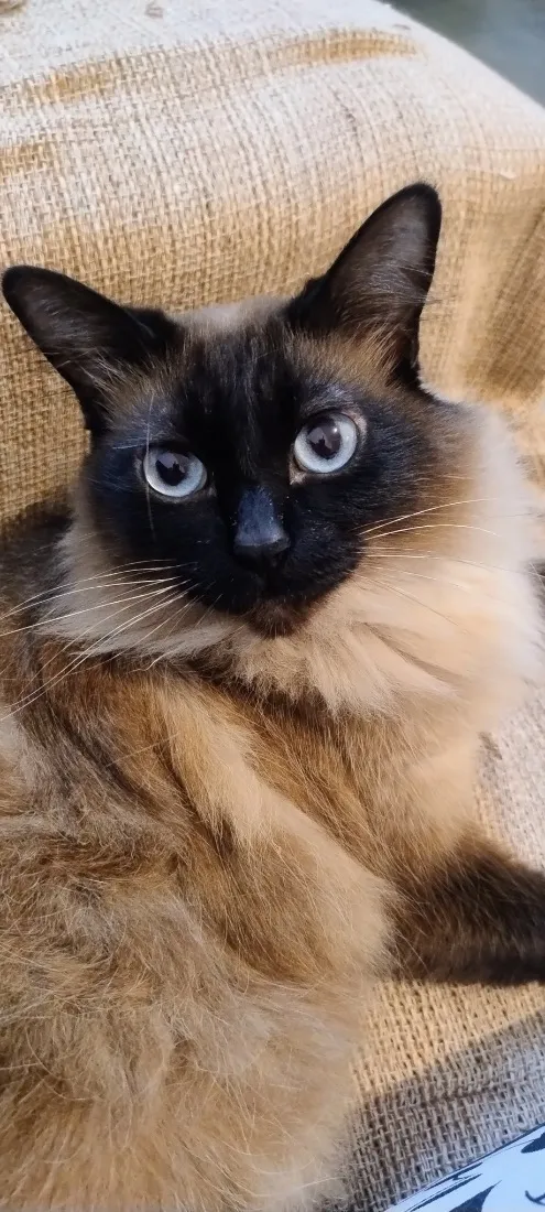 Gato raça Siamês idade 6 ou mais anos nome Luna