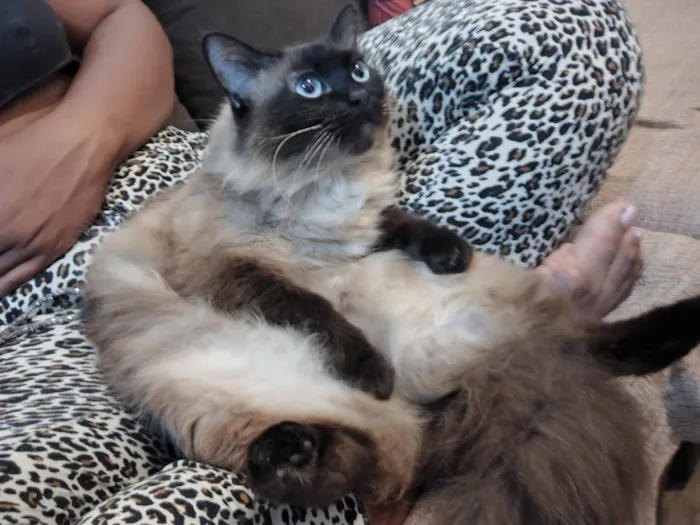 Gato raça Siamês idade 6 ou mais anos nome Luna