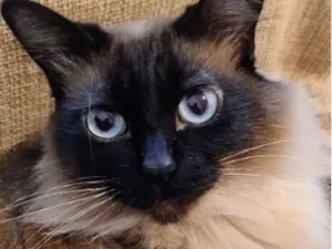 Gato raça Siamês idade 6 ou mais anos nome Luna