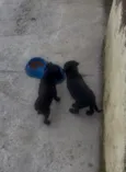 Neguinho é negão 