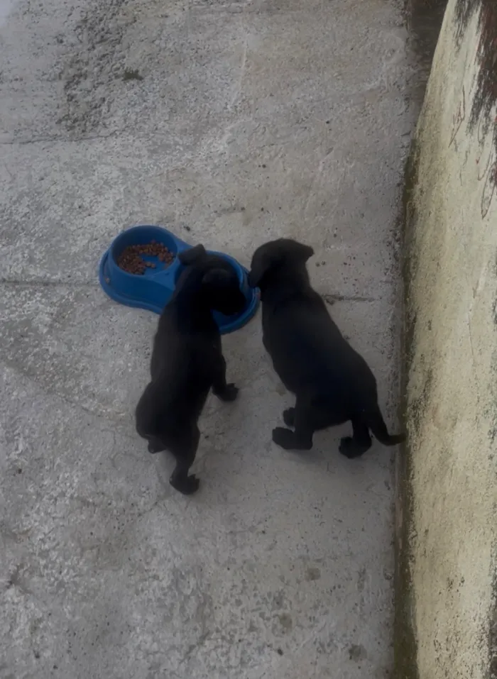 Cachorro raça SRD-ViraLata idade Abaixo de 2 meses nome Neguinho é negão 