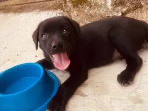 Cachorro raça SRD-ViraLata idade Abaixo de 2 meses nome Neguinho é negão 