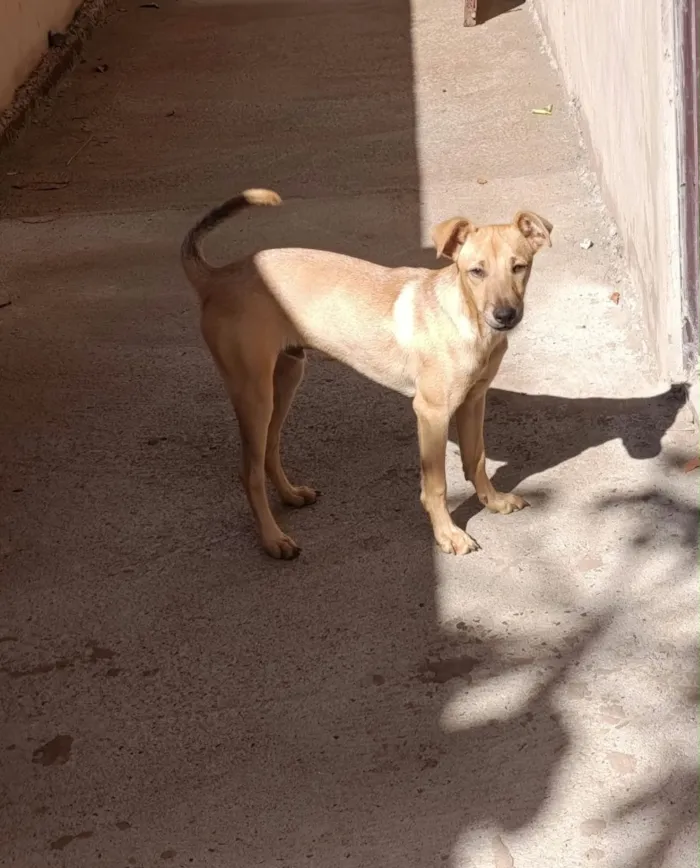 Cachorro raça SRD-ViraLata idade 2 a 6 meses nome Thor