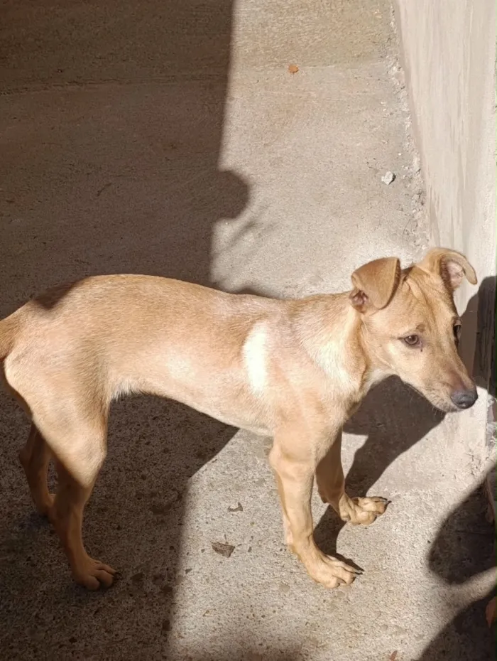Cachorro raça SRD-ViraLata idade 2 a 6 meses nome Thor