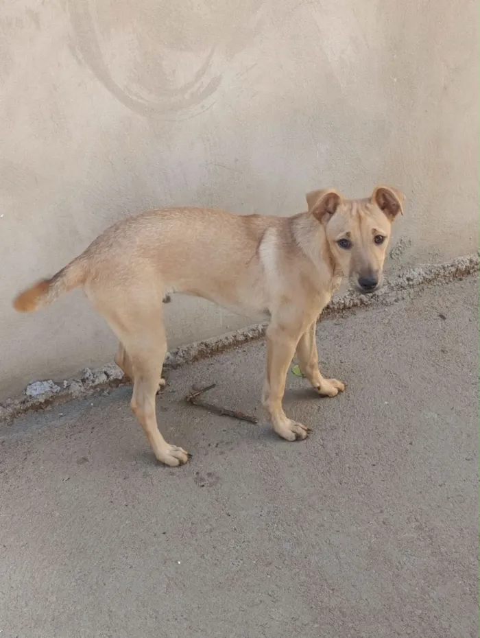 Cachorro raça SRD-ViraLata idade 2 a 6 meses nome Thor