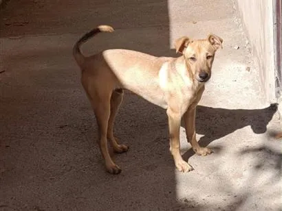 Cachorro raça SRD-ViraLata idade 2 a 6 meses nome Thor