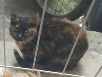 Gato raça SRD-ViraLata idade 7 a 11 meses nome não tem 