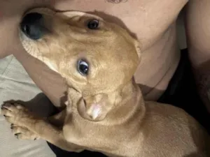 Cachorro raça SRD-ViraLata idade 2 a 6 meses nome apollo