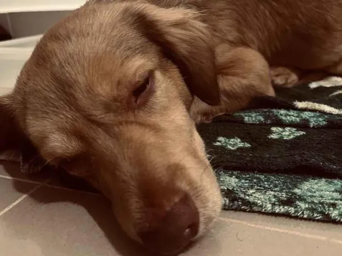 Cachorro raça SRD-ViraLata idade 2 a 6 meses nome ayla