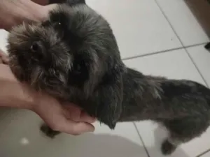 Cachorro raça Lhasa Apso idade 3 anos nome Nyck