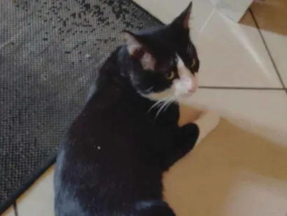 Gato raça SRD-ViraLata idade 4 anos nome Ninho