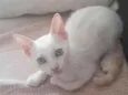 gatinho branco