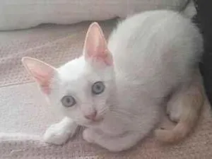 Gato raça SRD-ViraLata idade Abaixo de 2 meses nome gatinho branco
