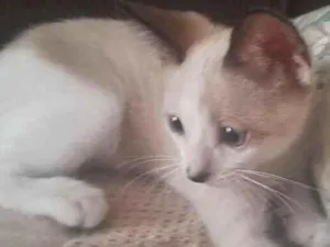 Gato raça SRD-ViraLata idade Abaixo de 2 meses nome gatinho das orelhas escuras