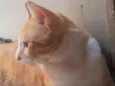 gato laranja