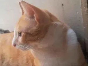 Gato raça SRD-ViraLata idade 2 anos nome gato laranja