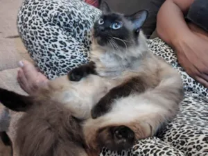 Gato raça Siamês idade 6 ou mais anos nome Luna