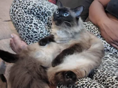 Gato raça Siamês idade 6 ou mais anos nome Luna