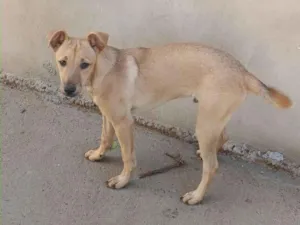 Cachorro raça SRD-ViraLata idade 2 a 6 meses nome Thor