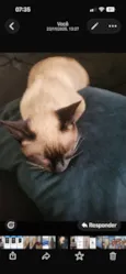 Khalessi 
