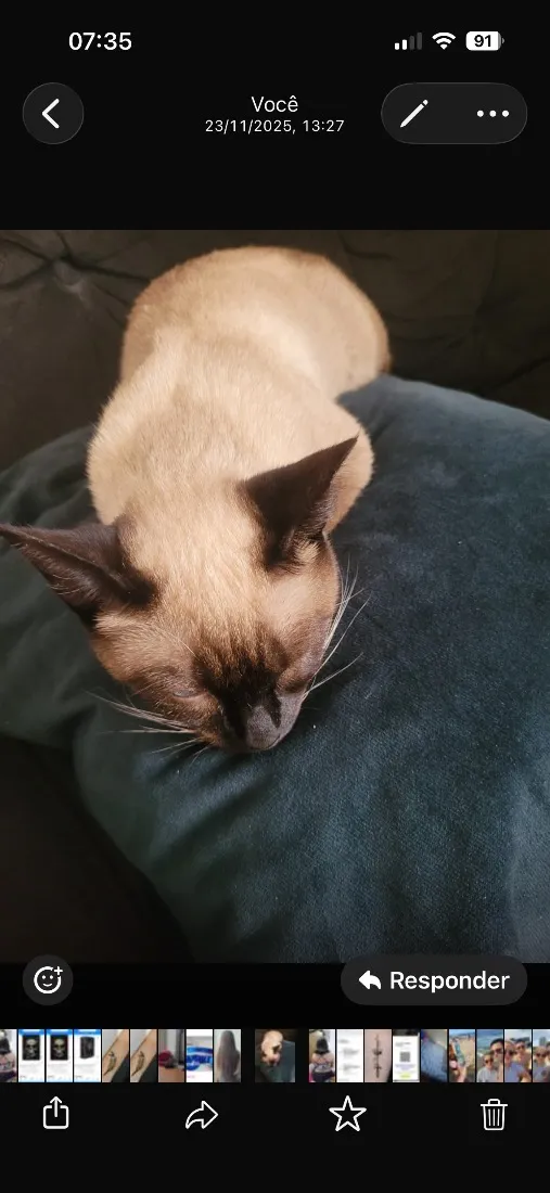 Gato raça Siamês idade 7 a 11 meses nome Khalessi 