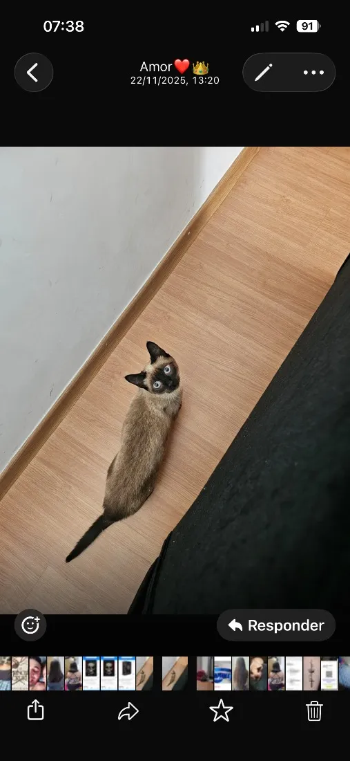 Gato raça Siamês idade 7 a 11 meses nome Khalessi 