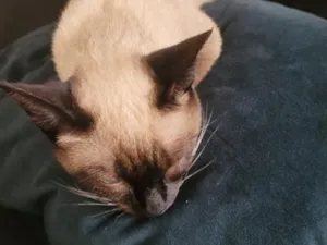 Gato raça Siamês idade 7 a 11 meses nome Khalessi 