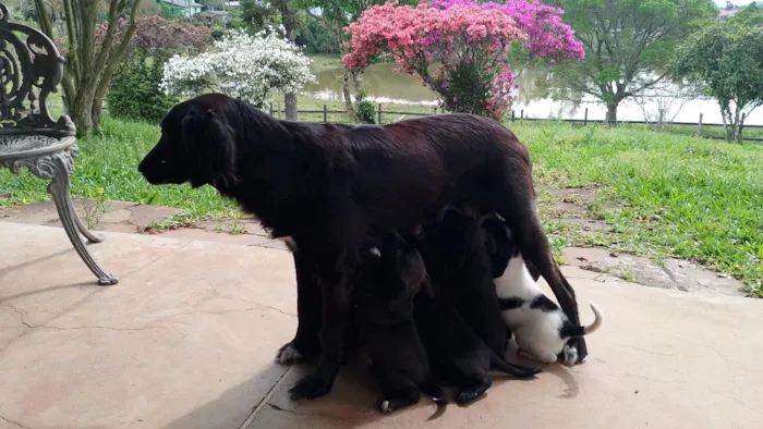 Cachorro raça SRD-ViraLata idade Abaixo de 2 meses nome 9 filhotes. Graxinha, Fumaça, Vira, Black, Bull, Lady, Manchinha, Cacau e Jack