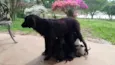 9 filhotes. Graxinha, Fumaça, Vira, Black, Bull, Lady, Manchinha, Cacau e Jack