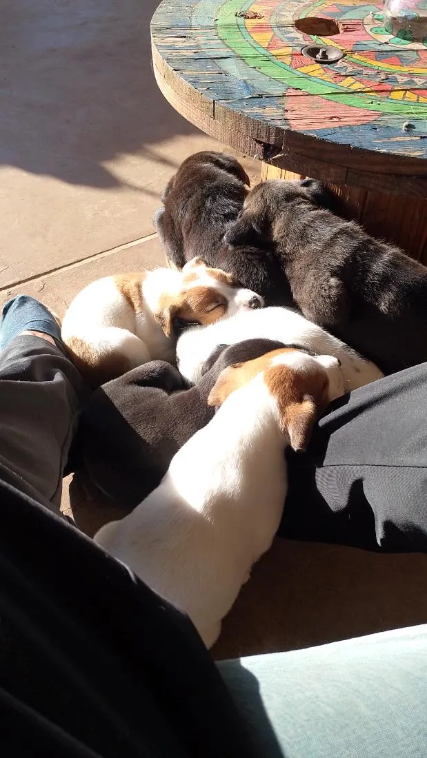 Cachorro raça SRD-ViraLata idade Abaixo de 2 meses nome 9 filhotes. Graxinha, Fumaça, Vira, Black, Bull, Lady, Manchinha, Cacau e Jack