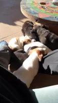 9 filhotes. Graxinha, Fumaça, Vira, Black, Bull, Lady, Manchinha, Cacau e Jack