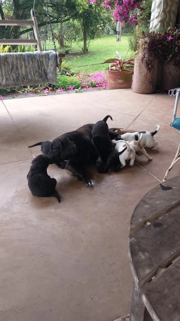 Cachorro raça SRD-ViraLata idade Abaixo de 2 meses nome 9 filhotes. Graxinha, Fumaça, Vira, Black, Bull, Lady, Manchinha, Cacau e Jack