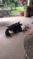 9 filhotes. Graxinha, Fumaça, Vira, Black, Bull, Lady, Manchinha, Cacau e Jack