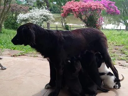 Cachorro raça SRD-ViraLata idade Abaixo de 2 meses nome 9 filhotes. Graxinha, Fumaça, Vira, Black, Bull, Lady, Manchinha, Cacau e Jack