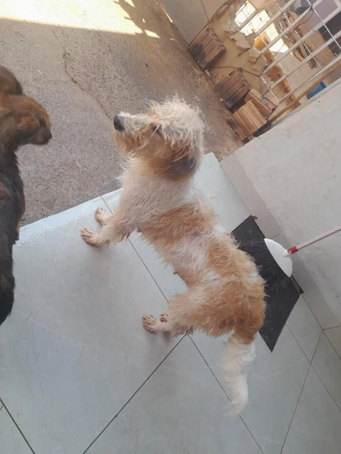 Cachorro raça Shitzu idade 3 anos nome layla