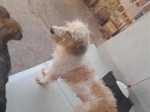 Cachorro raça Shitzu idade 3 anos nome layla