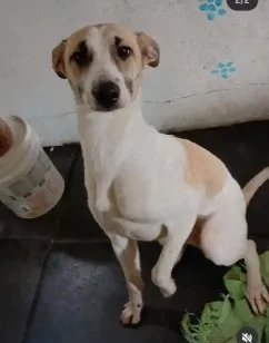 Cachorro raça SRD-ViraLata idade 1 ano nome princesa 